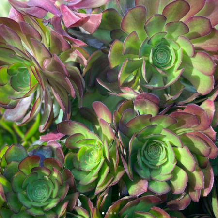 Succulents