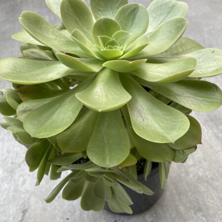 Aeonium