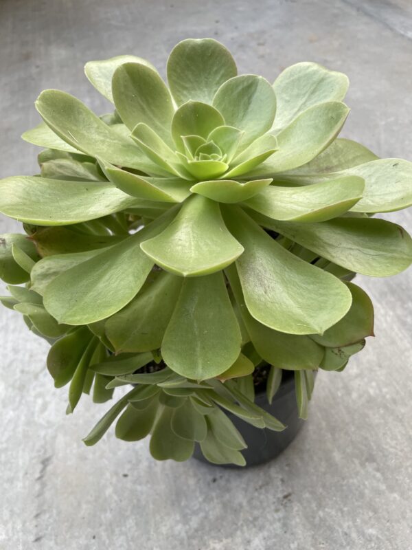 Aeonium (Green) - Image 2