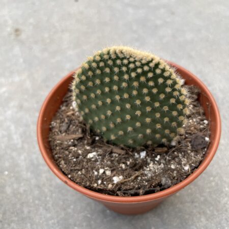 Opuntia