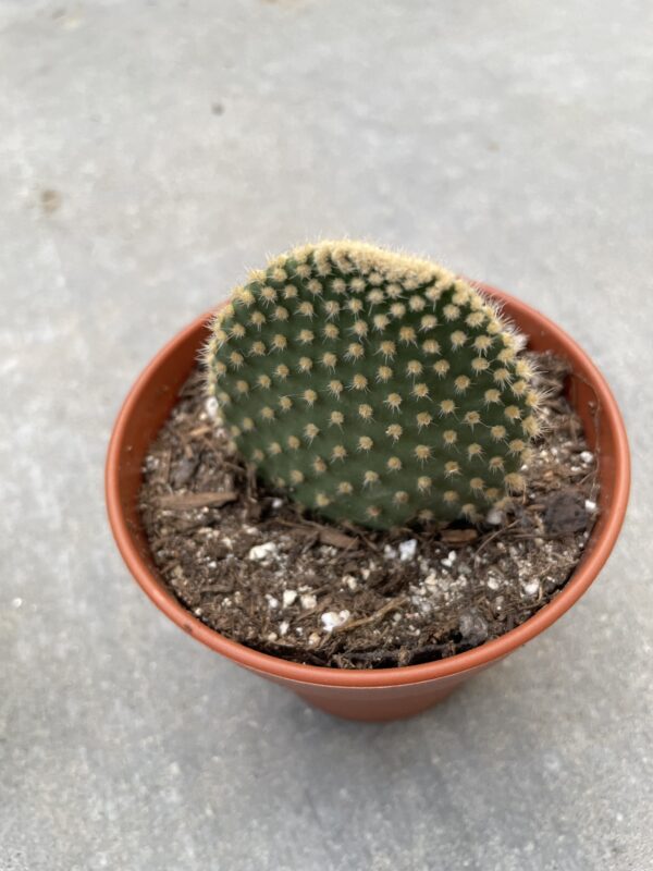 Opuntia microdasys (Bunny Ear)