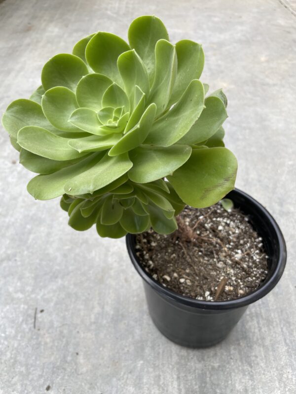 Aeonium (Green) - Image 3