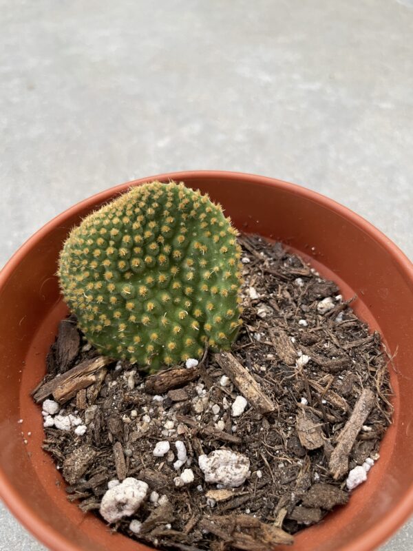 Opuntia microdasys (Golden Swirl)