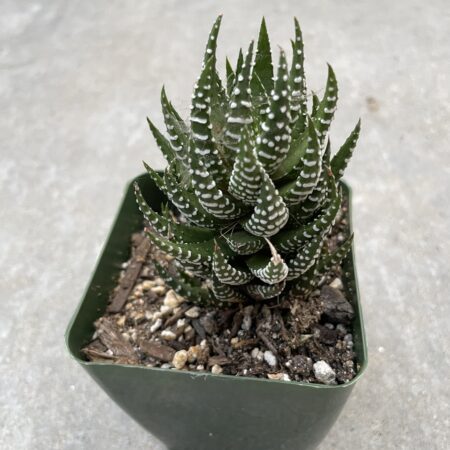 Haworthia