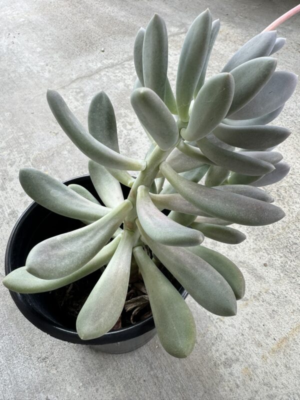 Pachyphytum - Image 2