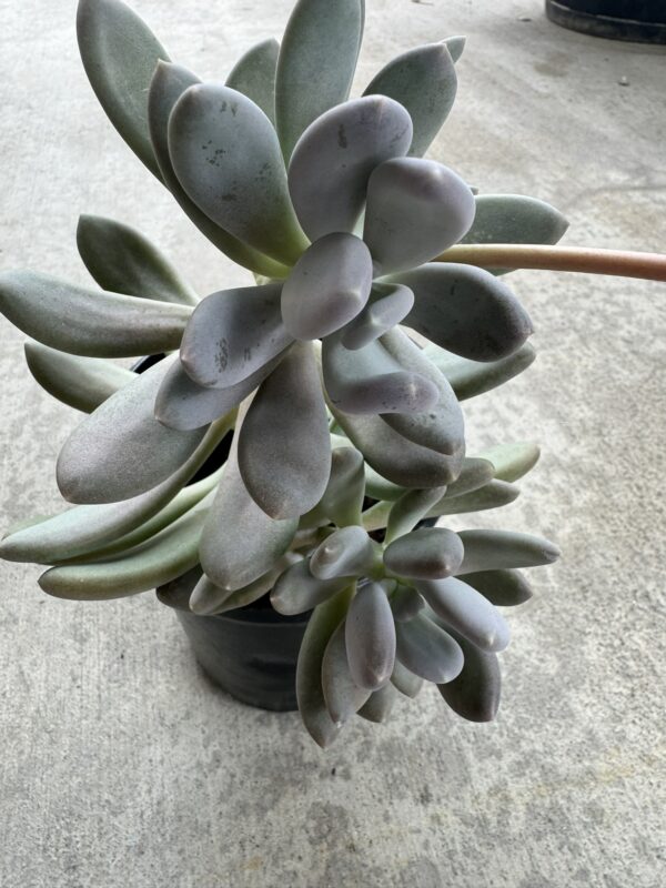 Pachyphytum