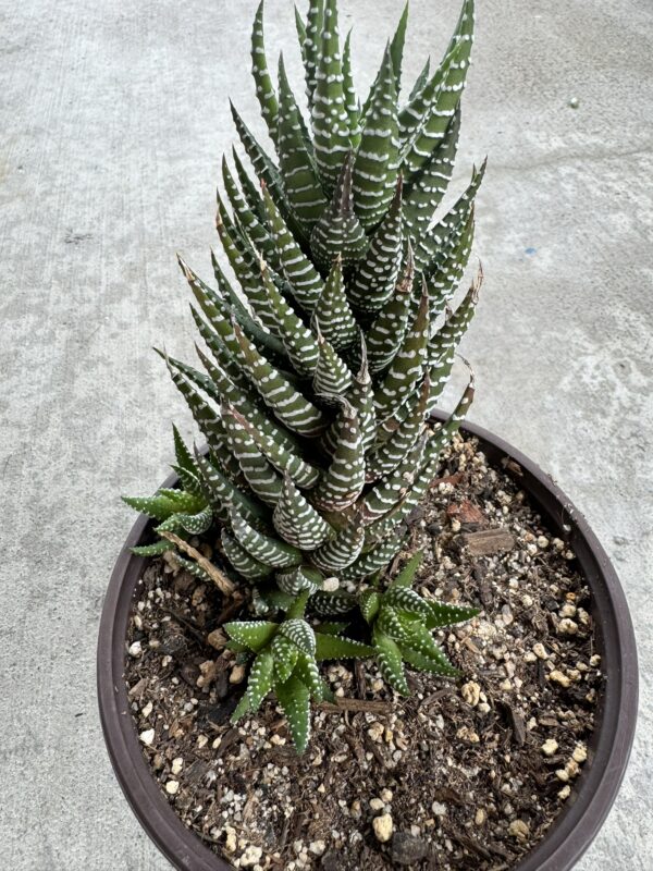 Zebra Haworthia - Image 2