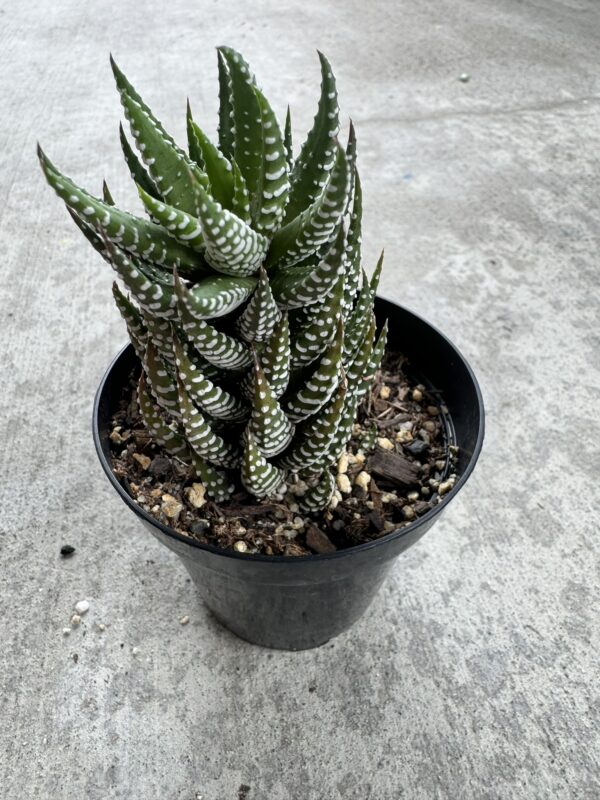 Zebra Haworthia