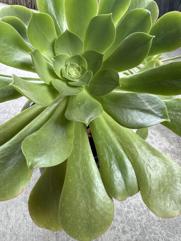 Aeonium (Green)